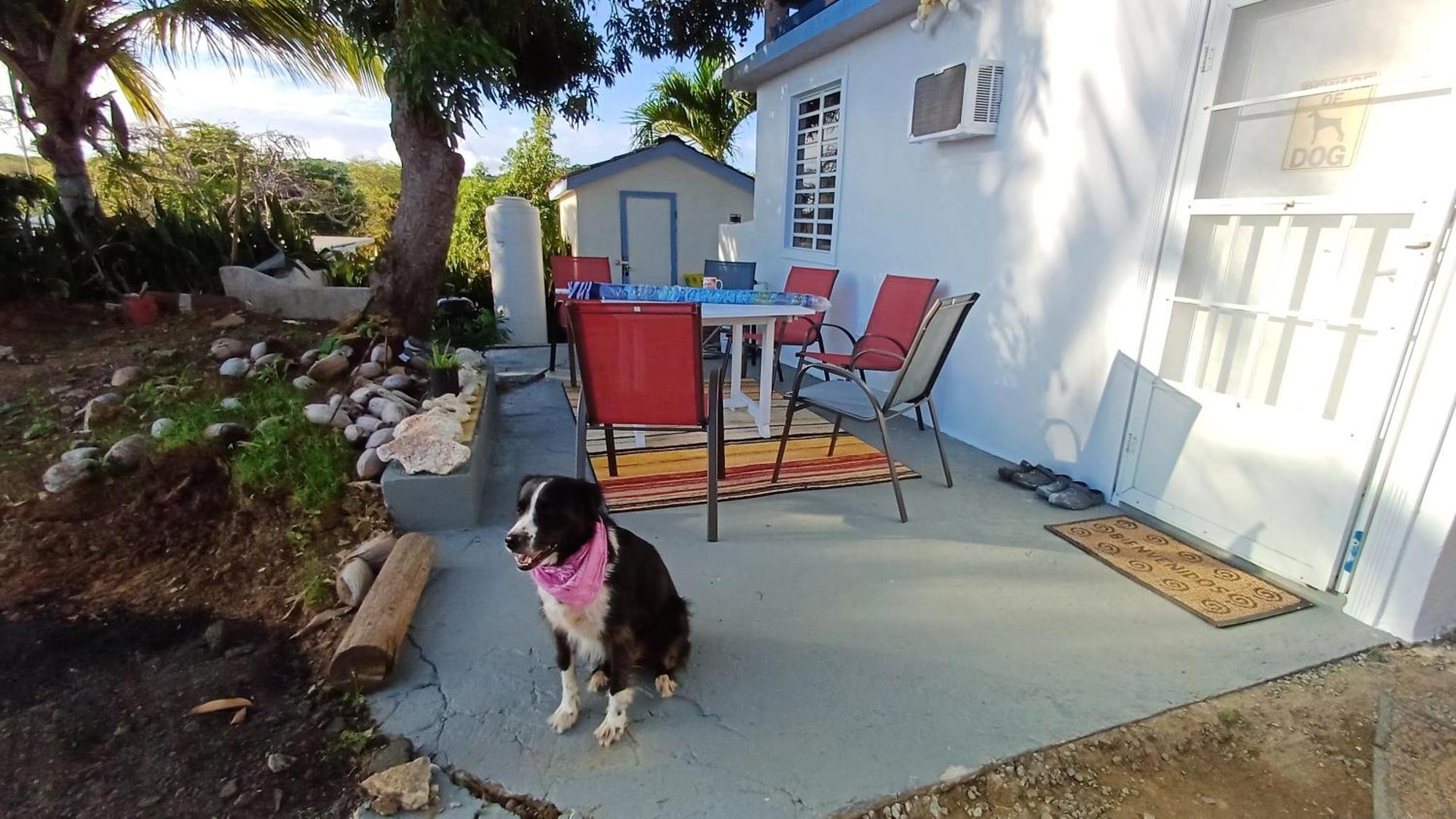 Rooster Run Glamping Camping Has Rooftop And Off The Ground Glamping Experience For 1 To 16 In A Single Tent And Views Of The Rain Forrest And To Culebra Across The Atlantic Ocean W Tents, Linens, Deluxe Air Beds, Warm Shower And More At A Great Pric Vieques Exterior photo